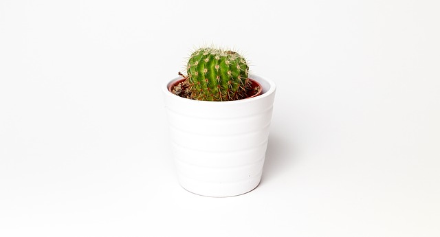 minimalismus rostlin